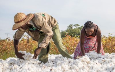 La Sodeco récompense les meilleurs producteurs du coton