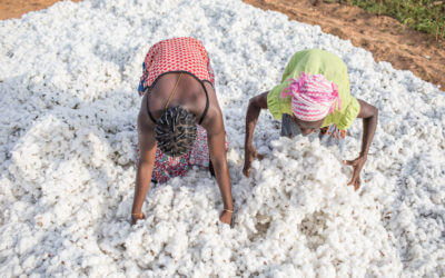 Femmes arrangeant un tas de coton